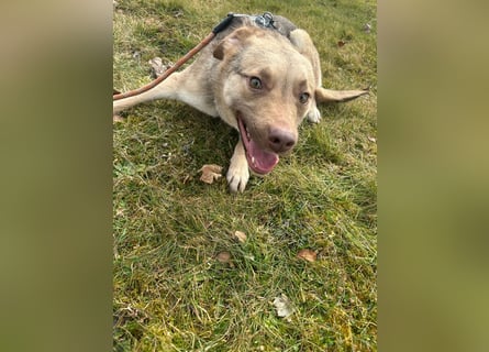 Bailey – bereit für Abenteuer und ein Zuhause