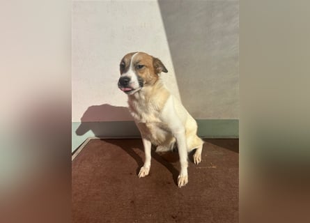 Adel – für Menschen, die lieber einen Hund richtig lieben als zwei halb“