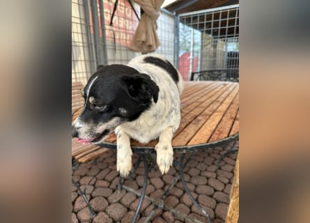 BECKY sucht ein liebevolles Zuhause