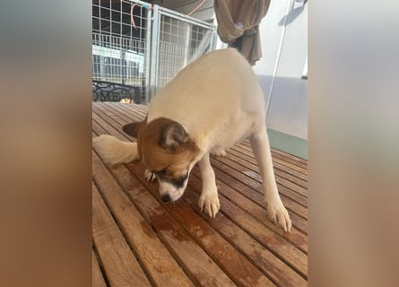 Adel – für Menschen, die lieber einen Hund richtig lieben als zwei halb“