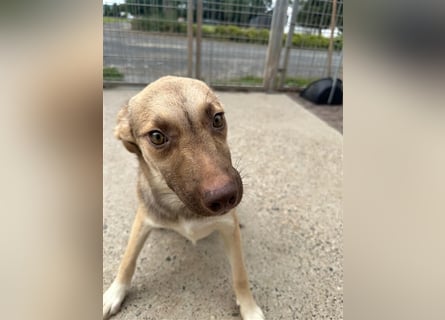 Bailey – bereit für Abenteuer und ein Zuhause