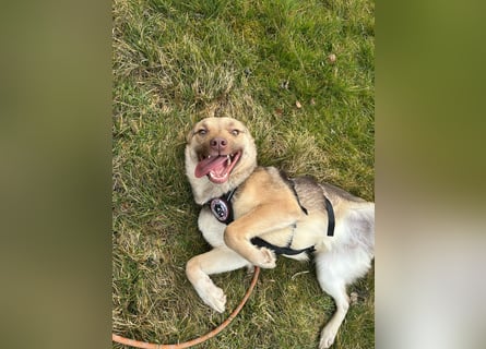 Bailey – bereit für Abenteuer und ein Zuhause