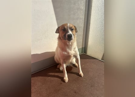 Adel – für Menschen, die lieber einen Hund richtig lieben als zwei halb“