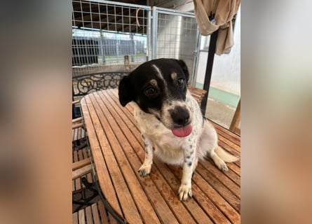 BECKY sucht ein liebevolles Zuhause