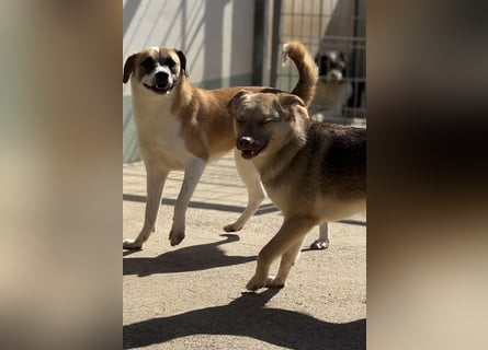 Bailey – bereit für Abenteuer und ein Zuhause