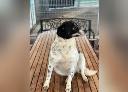 BECKY sucht ein liebevolles Zuhause