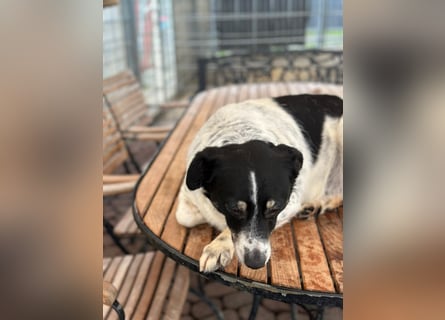 BECKY sucht ein liebevolles Zuhause