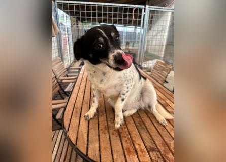 BECKY sucht ein liebevolles Zuhause