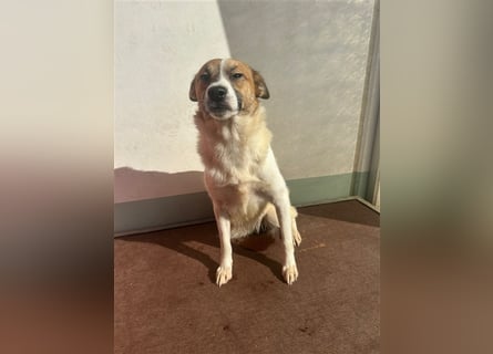 Adel – für Menschen, die lieber einen Hund richtig lieben als zwei halb“