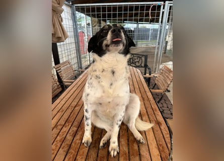 BECKY sucht ein liebevolles Zuhause