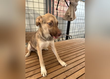 Bailey – bereit für Abenteuer und ein Zuhause