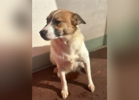 Adel – für Menschen, die lieber einen Hund richtig lieben als zwei halb“