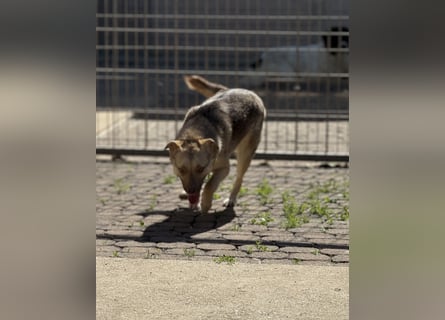 Bailey – bereit für Abenteuer und ein Zuhause