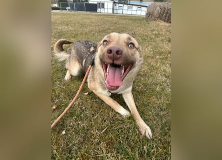 Bailey – bereit für Abenteuer und ein Zuhause