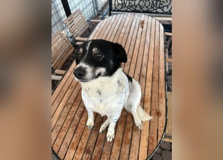 BECKY sucht ein liebevolles Zuhause