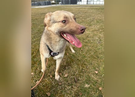 Bailey – bereit für Abenteuer und ein Zuhause