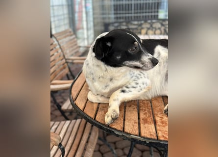 BECKY sucht ein liebevolles Zuhause