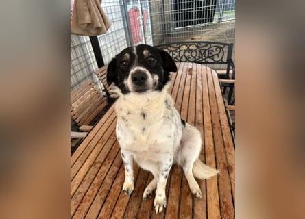 BECKY sucht ein liebevolles Zuhause