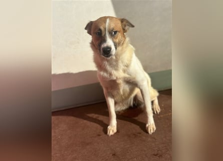 Adel – für Menschen, die lieber einen Hund richtig lieben als zwei halb“