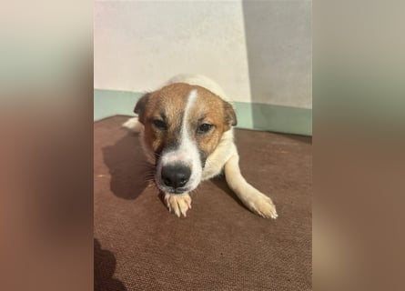 Adel – für Menschen, die lieber einen Hund richtig lieben als zwei halb“