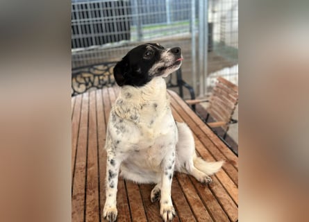 BECKY sucht ein liebevolles Zuhause