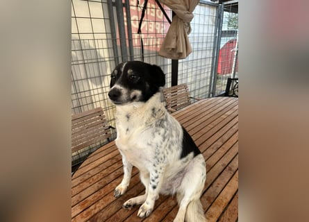 BECKY sucht ein liebevolles Zuhause