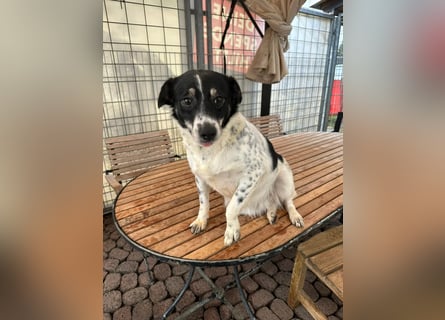 BECKY sucht ein liebevolles Zuhause