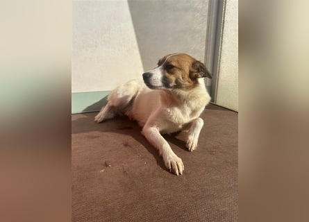 Adel – für Menschen, die lieber einen Hund richtig lieben als zwei halb“