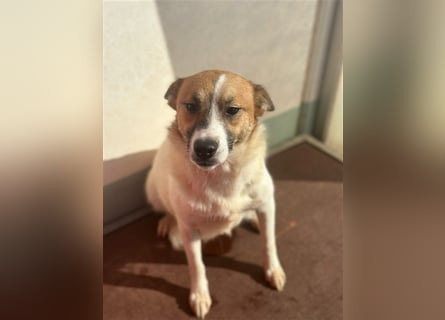 Adel – für Menschen, die lieber einen Hund richtig lieben als zwei halb“