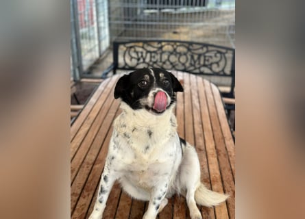 BECKY sucht ein liebevolles Zuhause