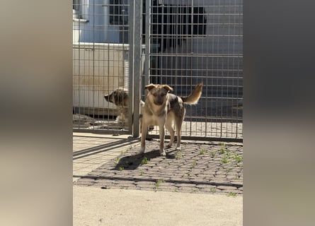 Bailey – bereit für Abenteuer und ein Zuhause