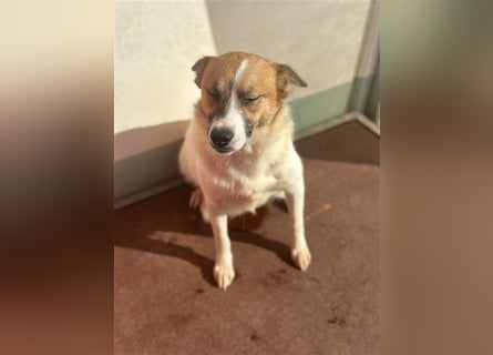 Adel – für Menschen, die lieber einen Hund richtig lieben als zwei halb“
