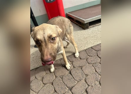 Bailey – bereit für Abenteuer und ein Zuhause