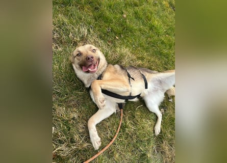 Bailey – bereit für Abenteuer und ein Zuhause