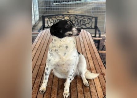 BECKY sucht ein liebevolles Zuhause