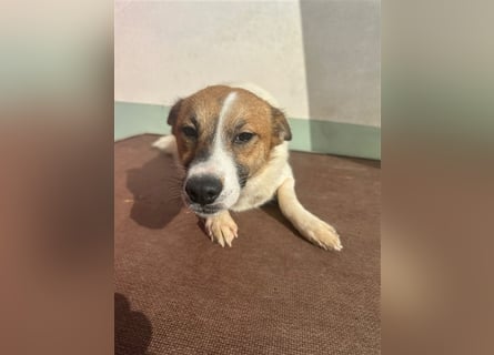Adel – für Menschen, die lieber einen Hund richtig lieben als zwei halb“