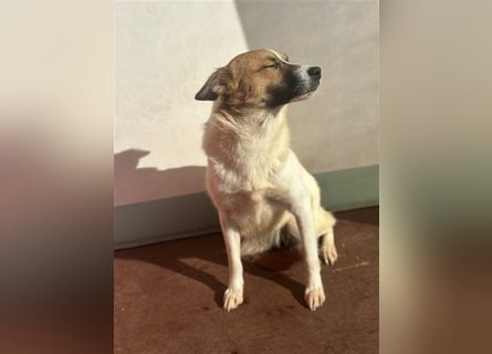 Adel – für Menschen, die lieber einen Hund richtig lieben als zwei halb“