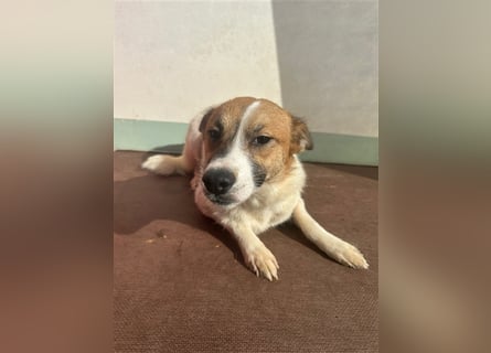Adel – für Menschen, die lieber einen Hund richtig lieben als zwei halb“