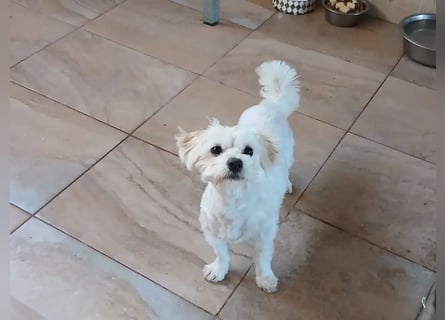 Kleine Lizzy sucht ihr Für-immer-Zuhause