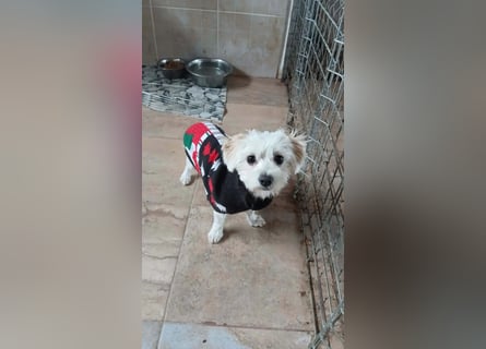 Kleine Lizzy sucht ihr Für-immer-Zuhause