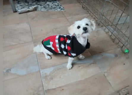 Kleine Lizzy sucht ihr Für-immer-Zuhause