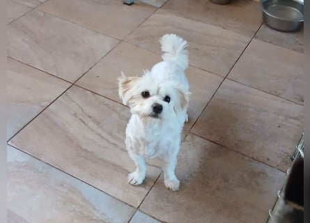 Kleine Lizzy sucht ihr Für-immer-Zuhause