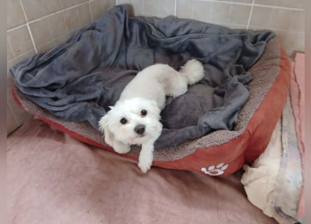 Kleine Lizzy sucht ihr Für-immer-Zuhause