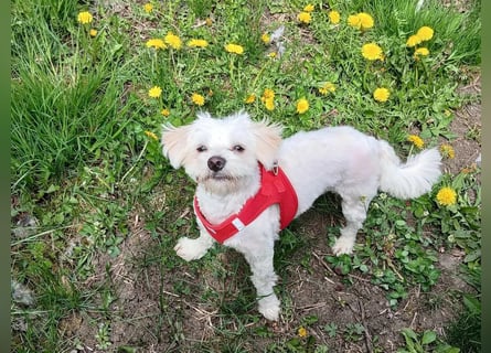 Kleine Lizzy sucht ihr Für-immer-Zuhause