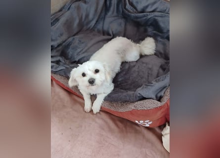 Kleine Lizzy sucht ihr Für-immer-Zuhause