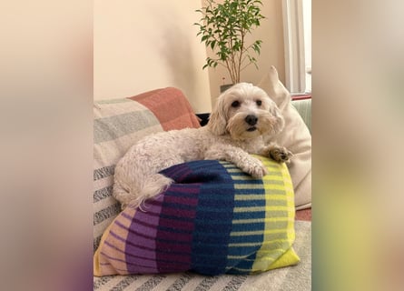 Lilou - sensible kleine Hundedame sucht ihren Herzensmenschen