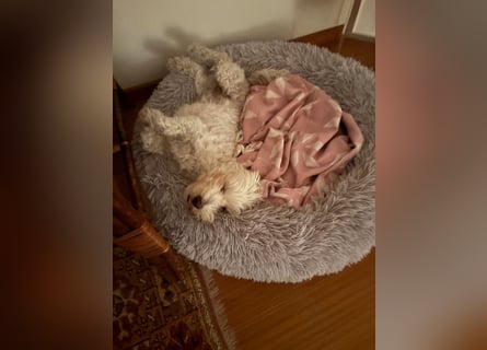 Lilou - sensible kleine Hundedame sucht ihren Herzensmenschen