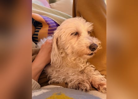 Lilou - sensible kleine Hundedame sucht ihren Herzensmenschen