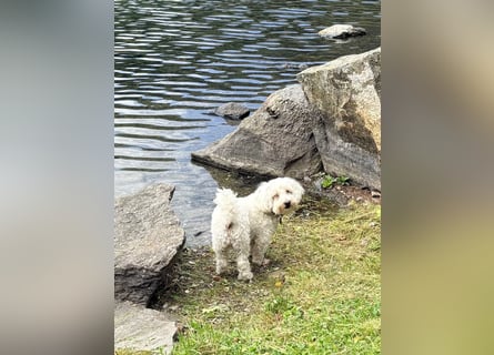 Lilou - sensible kleine Hundedame sucht ihren Herzensmenschen