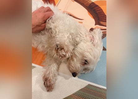 Lilou - sensible kleine Hundedame sucht ihren Herzensmenschen